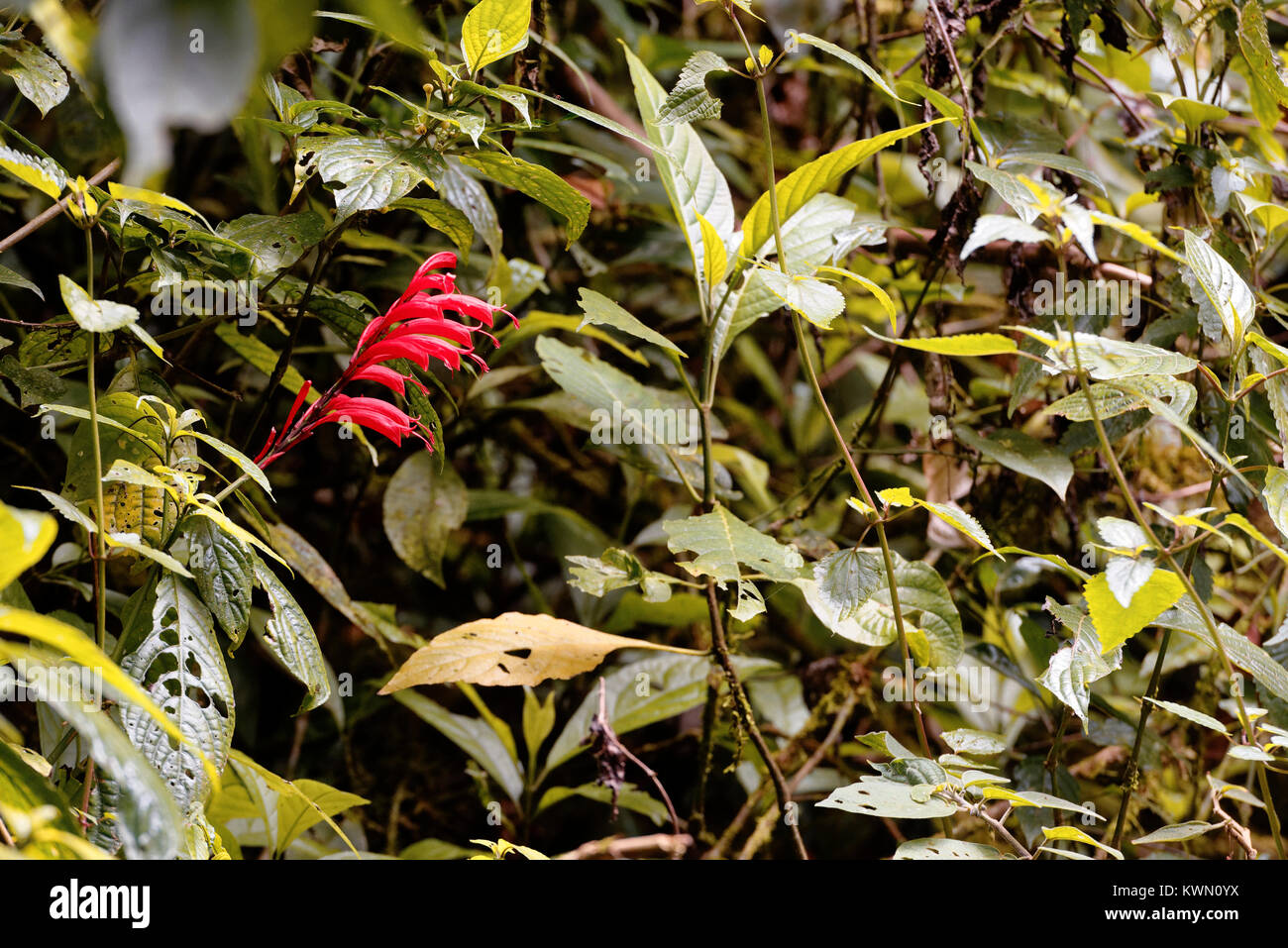 Rosso lungo su petali di un fiore nel verde a Monteverde Cloud Forest, Costa Rica Foto Stock