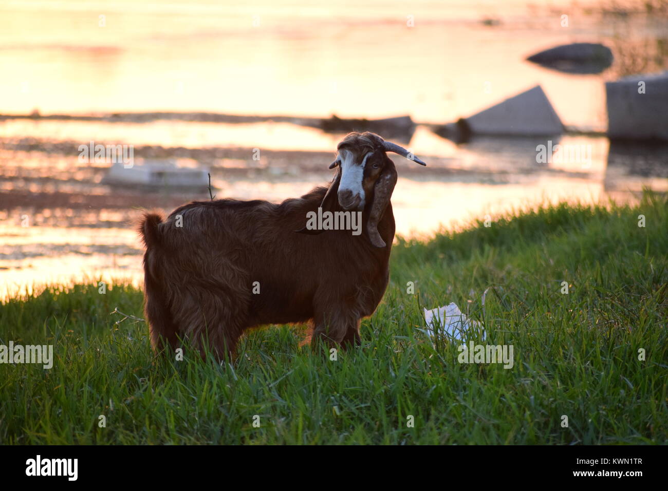 Capre di montagna il pascolo Foto Stock