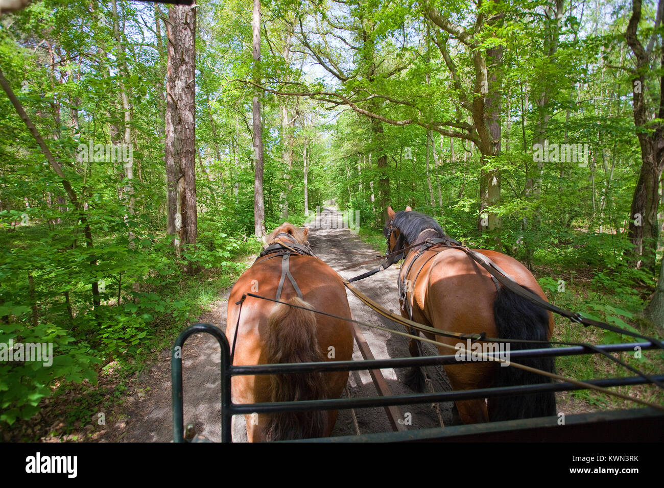 Escursione con carrozza a cavalli a foresta Darss, sentiero forestale in Prerow, Fishland, Meclemburgo-Pomerania, Mar Baltico, Germania, Europa Foto Stock