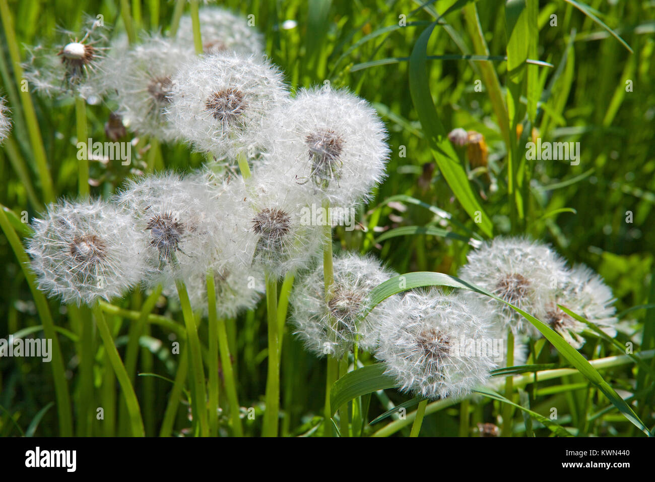 Tarassaco taraxacum officinale -Fotos und -Bildmaterial in hoher Auflösung
