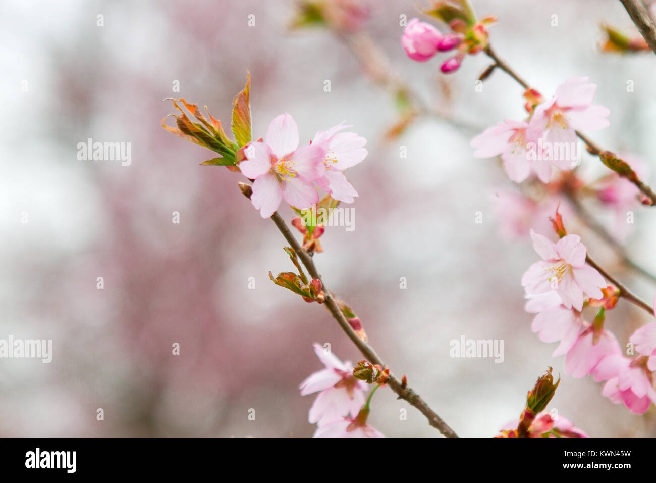 Fiori Ciliegio closeup su un ramo di albero in primavera Foto Stock