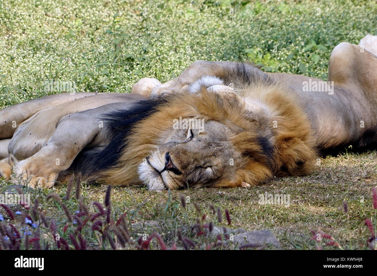 I due leoni che tenendo il resto nel Mezzogiorno. Foto Stock