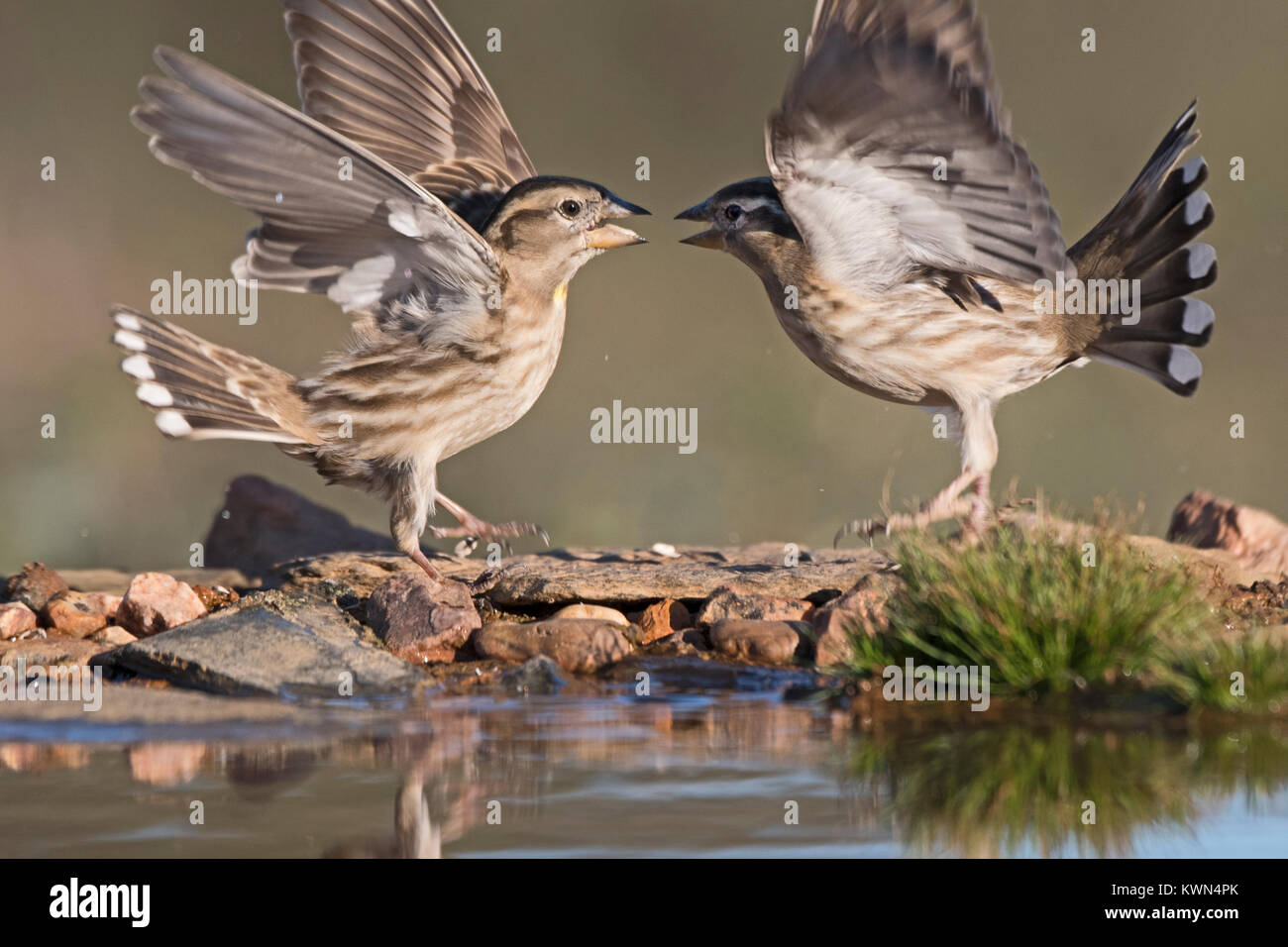 Rock Sparrow Petronia petronia aggressione Extremadura Spagna Dicembre Foto Stock