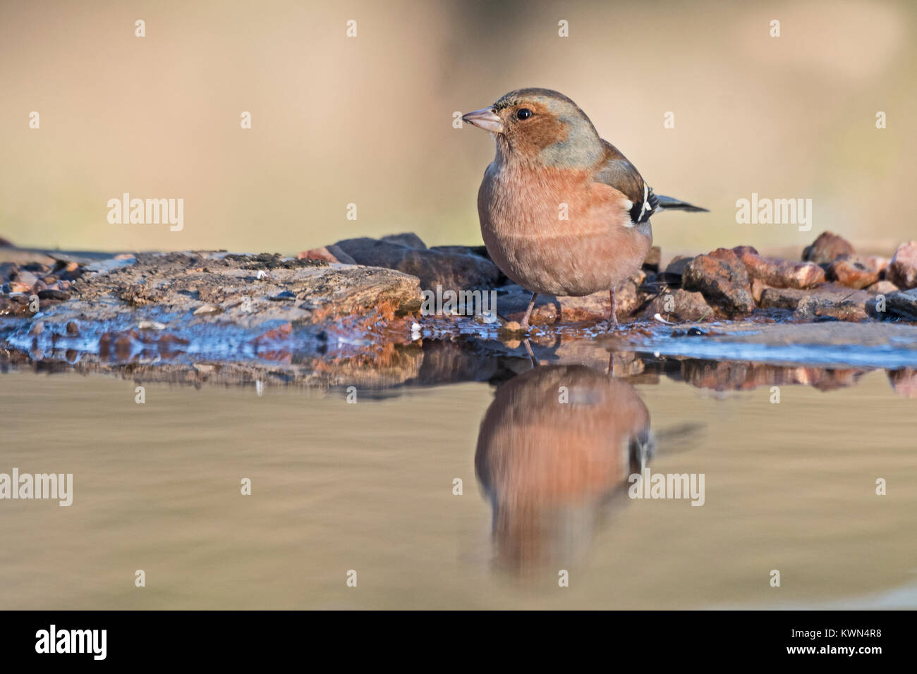 Fringuello Fringilla coelebs maschio a bere piscina Extremadura Spagna Dicembre Foto Stock