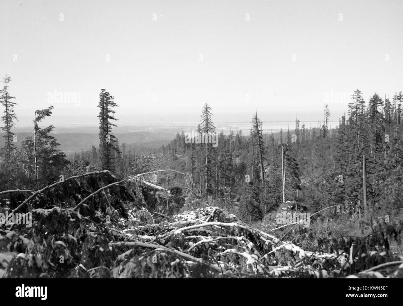 Una foresta di alberi sempreverdi ricoperta di neve in una desolata porzione rurale di Eureka, California, 1950. Foto Stock
