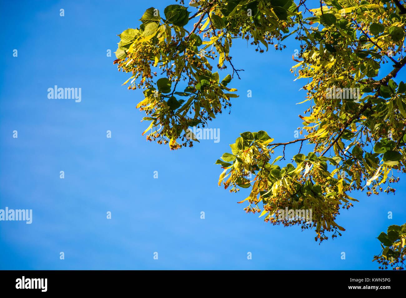 Ramo di albero di tiglio in fiore. bella primavera la natura contro lo sfondo del Cielo di estate blu Foto Stock