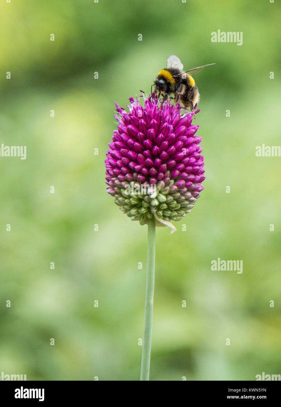 Un buff tailed Bumble Bee per raccogliere il polline da un allium sphaerocephalon testa. Foto Stock