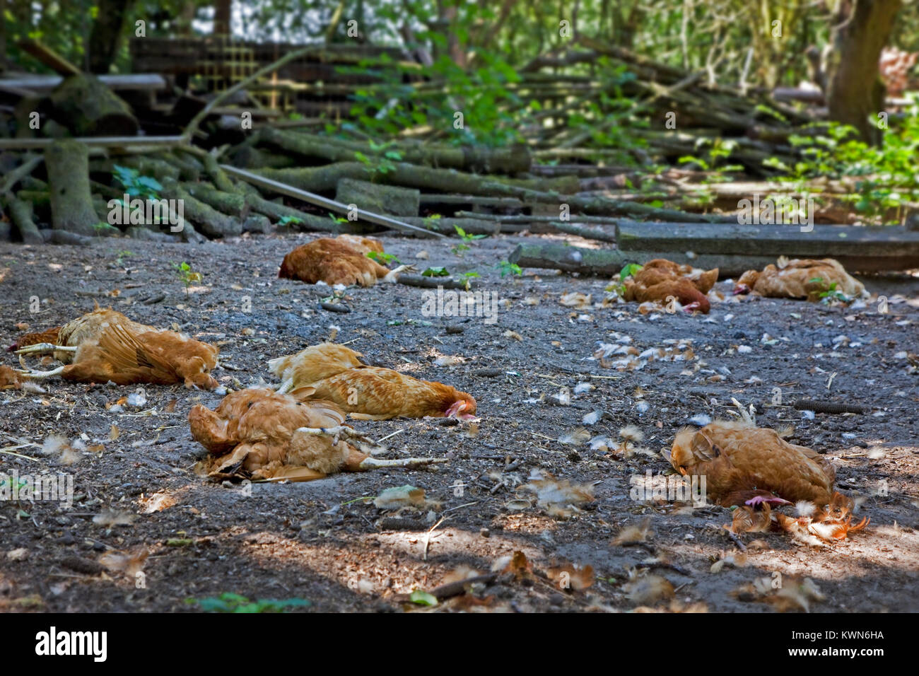 Gregge di polli morti giacenti sparsi all'interno di backyard pollaio, ucciso da Red Fox (Vulpes vulpes vulpes) Foto Stock