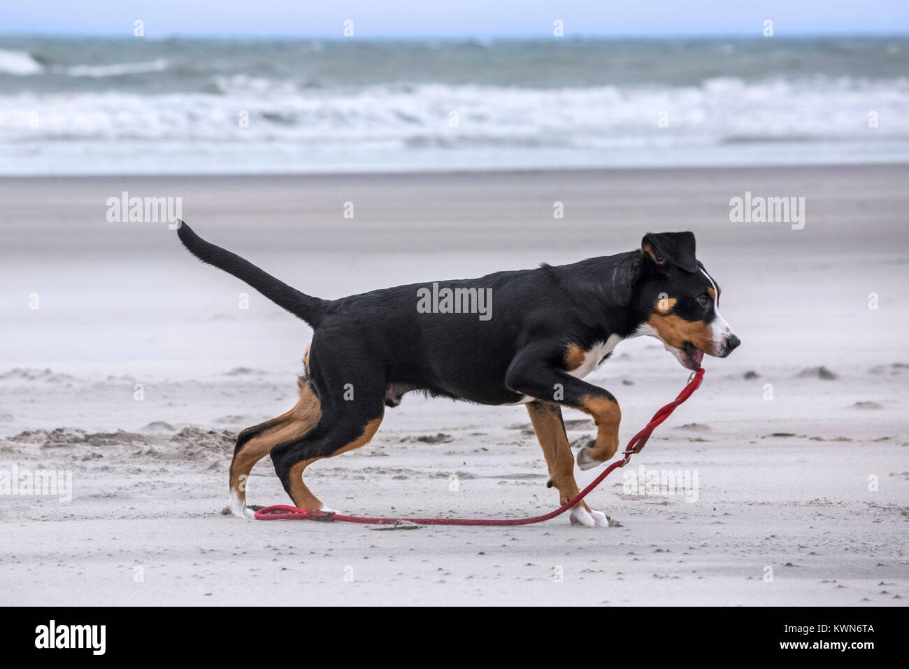 Giovani giocoso maggiore Swiss Mountain cane / Grosser Schweizer Sennenhund giocando con fune guinzaglio sulla spiaggia lungo la costa Foto Stock