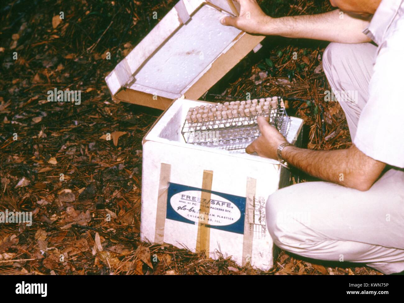Questi campioni di sangue raccolti da vertebrati durante un arbovirus studio sul campo vengono memorizzati su ghiaccio, 1974. Questi campioni saranno trasportati indietro al laboratorio dove verranno testati per la presenza di arbovirus in sospetto di popolazioni di animali per animali, come gli esseri umani possono essere infettati con l'arbovirus artropodi-virus vettori del cuscinetto. Immagine cortesia CDC. Foto Stock