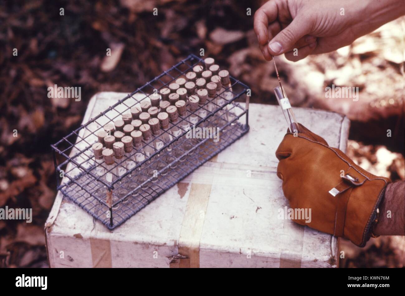 Questo campo CDC clinico è la raccolta e il trattamento di vertebrati di campioni di sangue per la successiva arbovirus studi, 1974. Questi studi di animali sono importanti per il controllo degli artropodi di agenti patogeni come l'arbovirus. Animali, come gli esseri umani possono essere infettati con un arbovirus da zanzare e altri vasi di alimentazione di vettori artropodi. Immagine cortesia CDC. Foto Stock