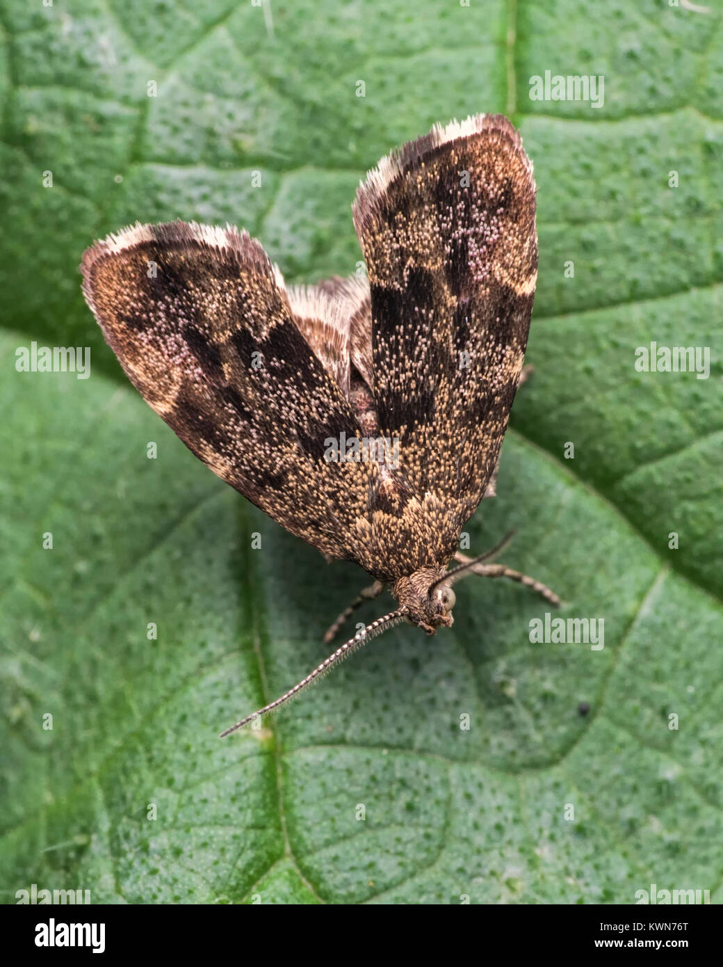 Vista dorsale di un ortica tocca Tarma (Anthophila fabriciana) Thurles, Tipperary, Irlanda. Foto Stock