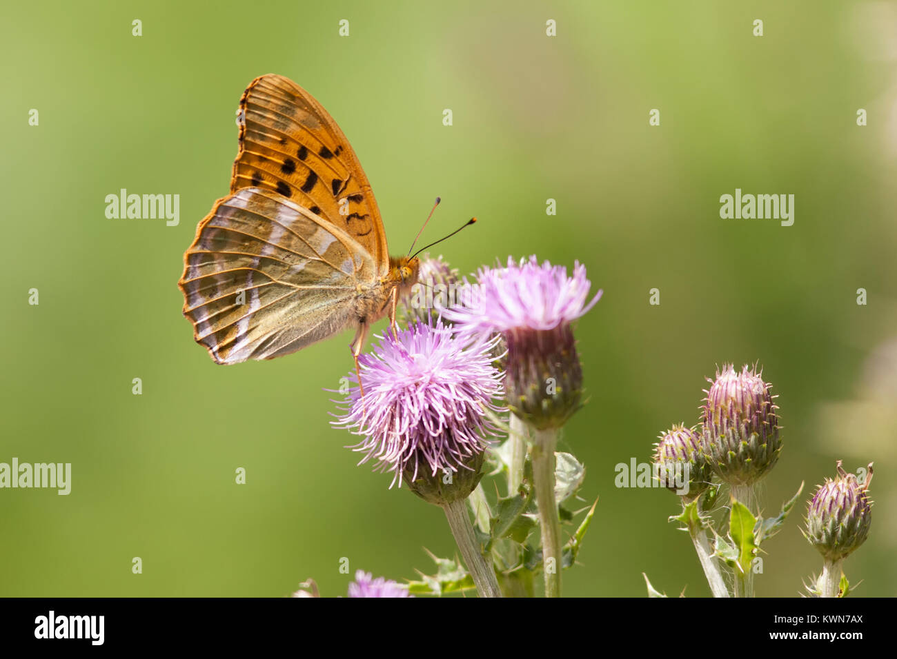 Argento lavato Fritillary butterfly (Argynnis paphia) arroccato su di un fiore di cardo in habitat boschivo. Goatenbridge, Tipperary, Irlanda. Foto Stock