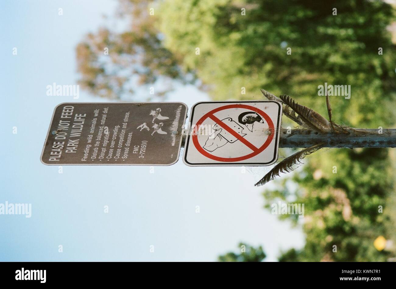 Digital Signage al Lago di Elizabeth, in San Francisco Bay Area Cittadina di Fremont, California, consigliando ai visitatori di non alimentare la fauna selvatica, decorato con piume d'oca che i visitatori hanno inserito nel cartello in metallo post, 7 luglio 2017. Foto Stock