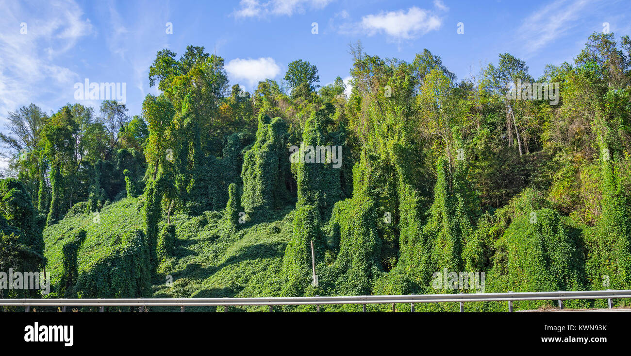 Kudzu crescente accanto all autostrada vicino Pigeon Forge, Tennessee. Foto Stock