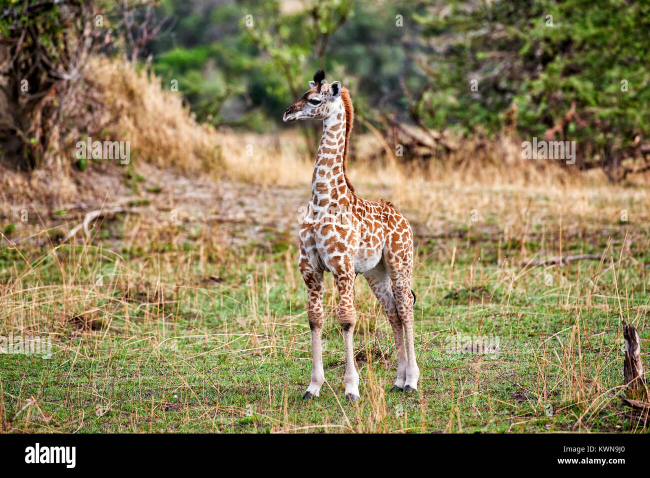 Nuovo nato Masai giraffe, Giraffa camelopardalis tippelskirchi, Serengeti National Park, sito patrimonio mondiale dell'UNESCO, Tanzania Africa Foto Stock
