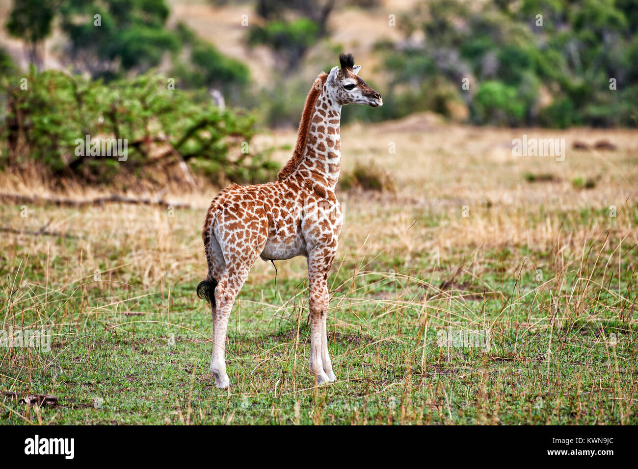 Nuovo nato Masai giraffe, Giraffa camelopardalis tippelskirchi, Serengeti National Park, sito patrimonio mondiale dell'UNESCO, Tanzania Africa Foto Stock