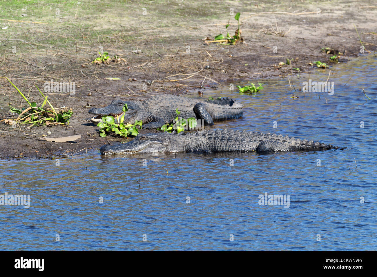 Il coccodrillo americano a prendere il sole sulla riva del fiume a Myakka River State Park Florida Foto Stock