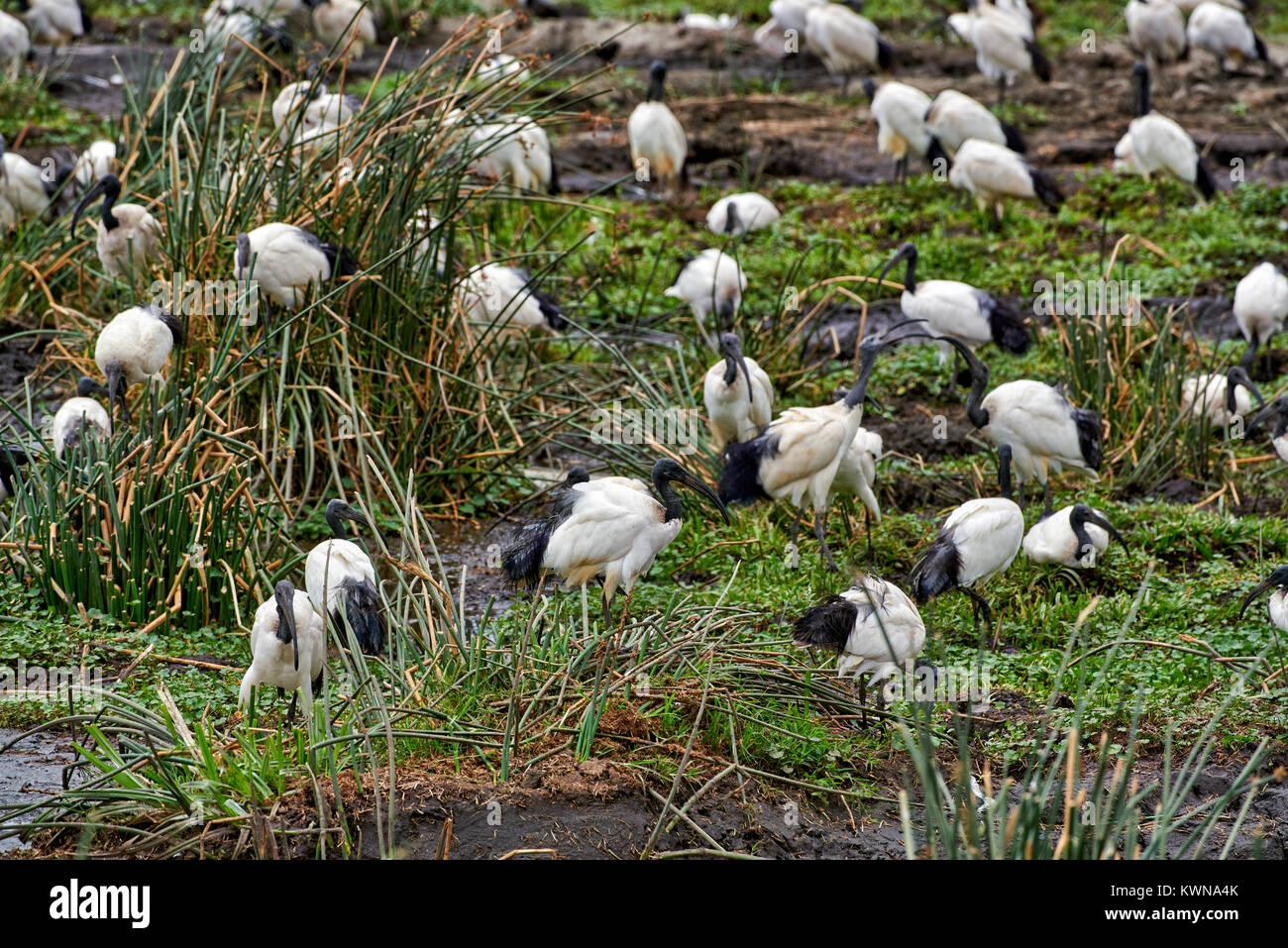Alimentare africana ibis sacri, Threskiornis aethiopicus, Ngorongoro Conservation Area, sito patrimonio mondiale dell'UNESCO, Tanzania Africa Foto Stock