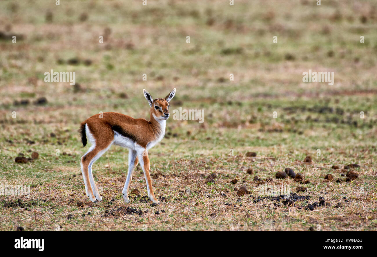 I capretti Thomson gazelle, Eudorcas nasalis, Ngorongoro Conservation Area, sito patrimonio mondiale dell'UNESCO, Tanzania Africa Foto Stock