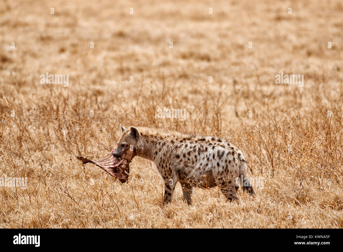 Spotted hyena (Crocuta crocuta) in Ngorongoro Conservation Area, sito patrimonio mondiale dell'UNESCO, Tanzania Africa Foto Stock
