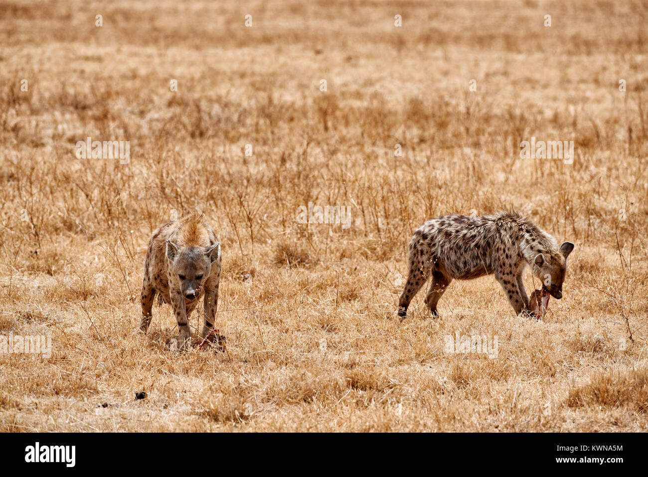 Avvistato iene (Crocuta crocuta) in Ngorongoro Conservation Area, sito patrimonio mondiale dell'UNESCO, Tanzania Africa Foto Stock