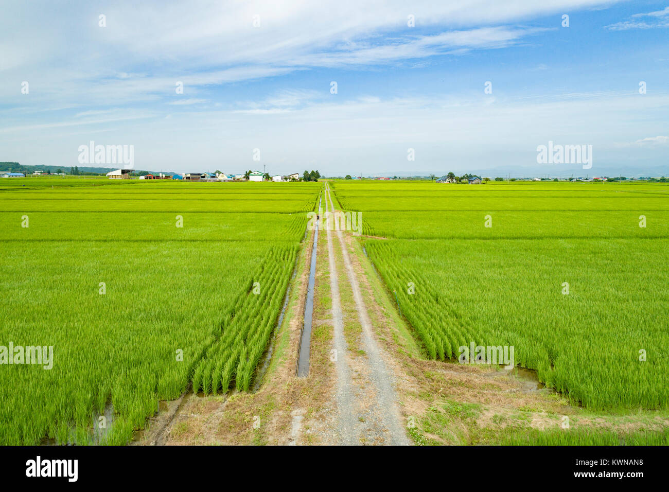 Campo di riso e il sentiero, Urausu città, quartiere Kabato, Hokkaido, Giappone Foto Stock