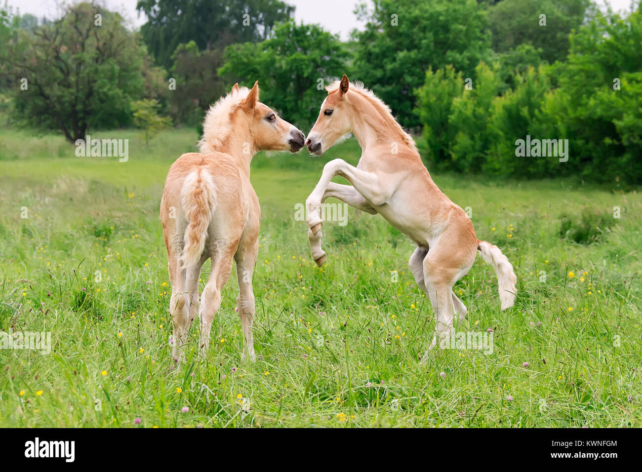 Due simpatici cavalli di razza Haflinger puledri divertirsi giocando, allevamento e frolic circa in un prato in primavera, Germania. Foto Stock