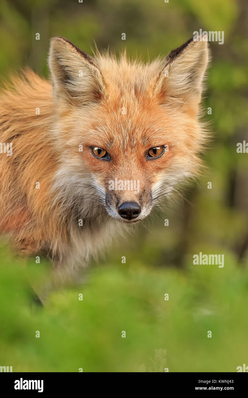 Un ritratto di Sly Red Fox. Foto Stock