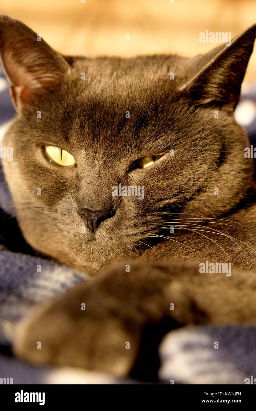 Close up di un blu Britannico gatto stairing volto alla fotocamera con una zampa tesa andando al di fuori della messa a fuoco il più vicino è a telecamera, grigio Foto Stock