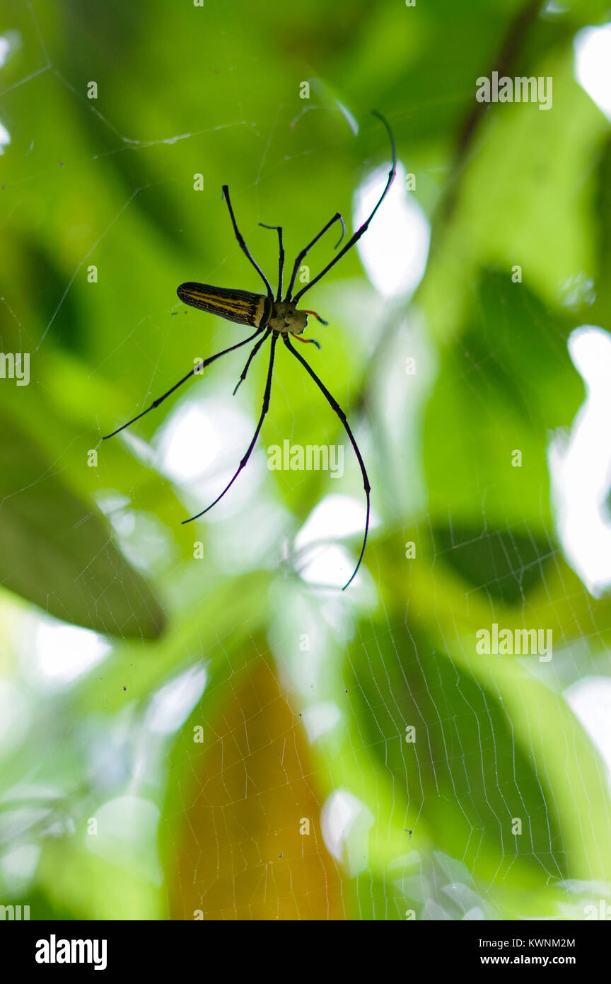 Tailandia insetto grande foresta Nephila ragno con gambe lunghe su spider web su uno sfondo verde Foto Stock