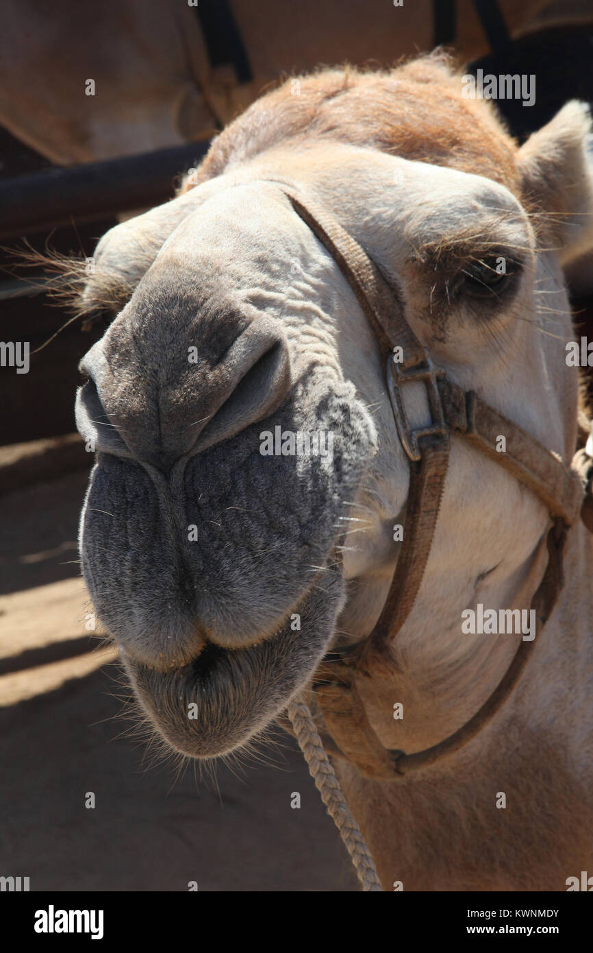 In prossimità di una testa di cammelli, che indossa il suo cablaggio nell'outback, Cabo San Lucas, Baja California Sur, Messico. Foto Stock
