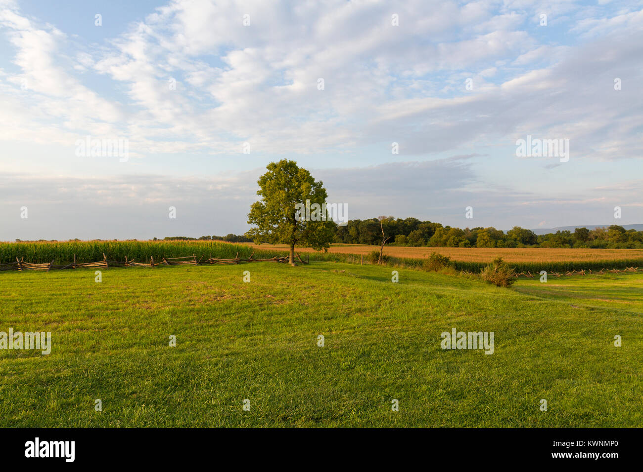 Miller Cornfield (o semplicemente "l'Cornfield'), Antietam National Battlefield, Maryland, Stati Uniti. Foto Stock