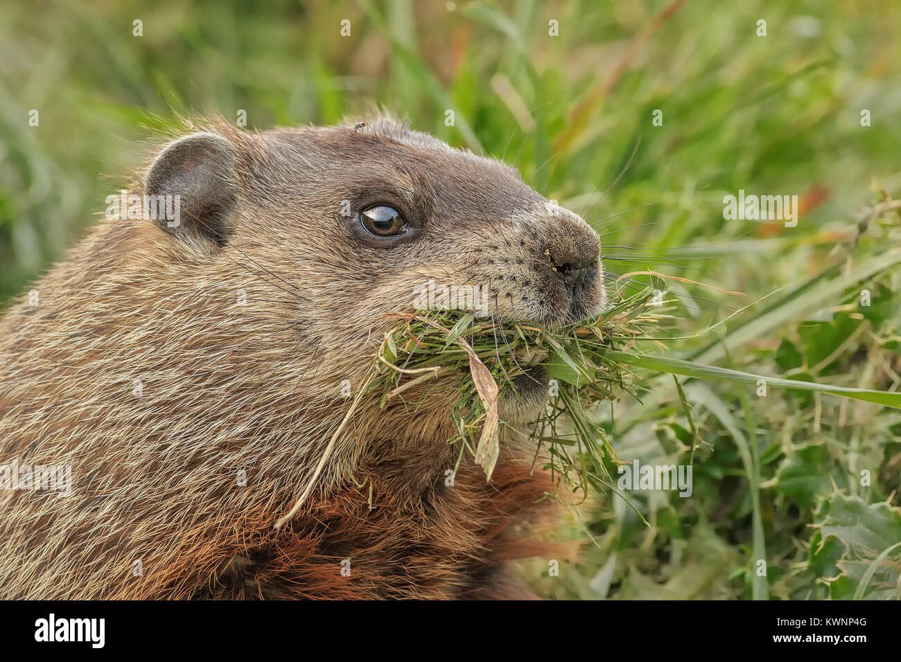 Una marmotta con un boccone di erba. Foto Stock