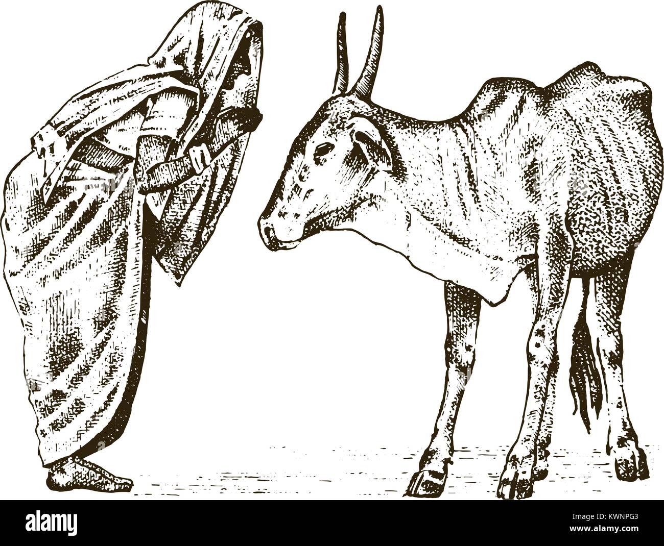 Monaco indù con un sacro Indo-Aryan mucca in India. tradizionali. animale inciso disegnati a mano nel vecchio sketch, in stile vintage. Illustrazione Vettoriale
