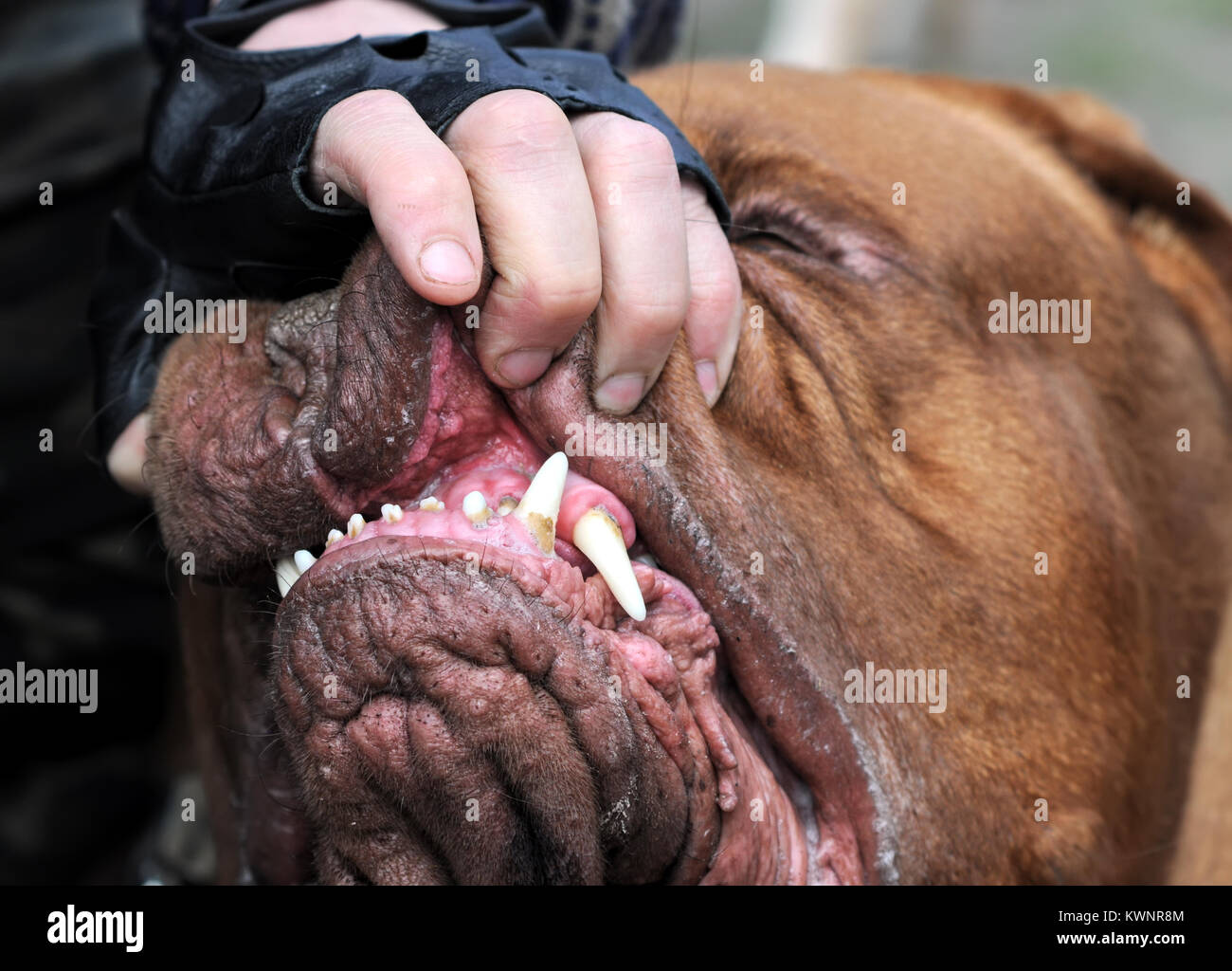 Master mostra della ganascia di Bordeaux cane , denti, all'aperto, 1 di 2 Foto Stock