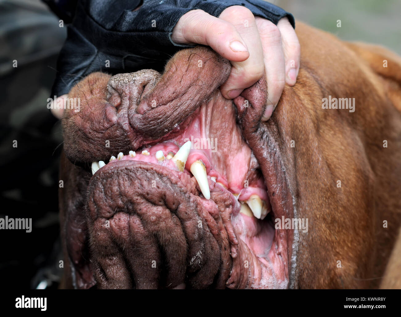 Master mostra della ganascia di Bordeaux cane , denti, all'aperto, 2 di 2 Foto Stock