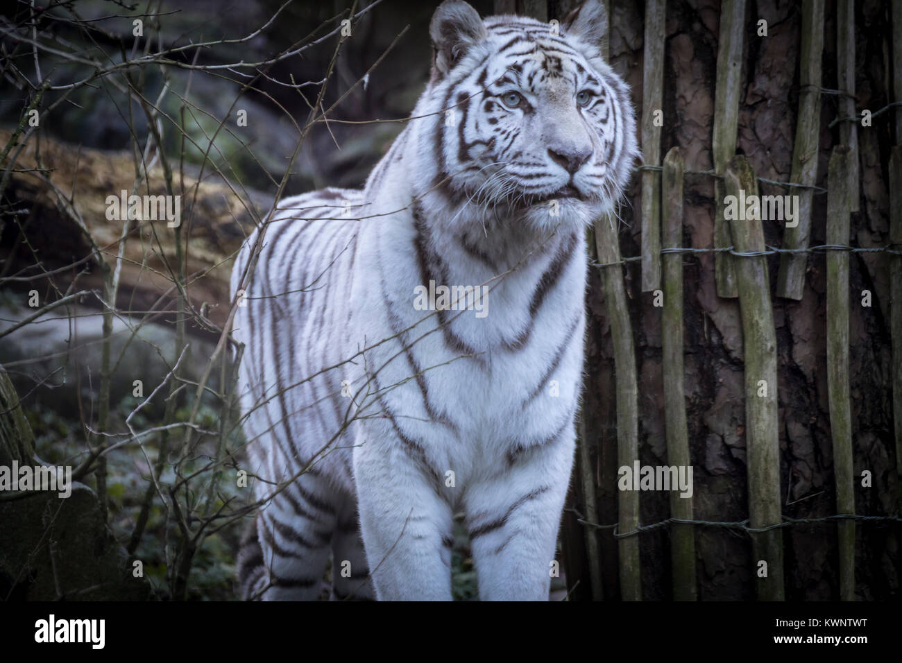 Il Bengala tigre bianca Foto Stock