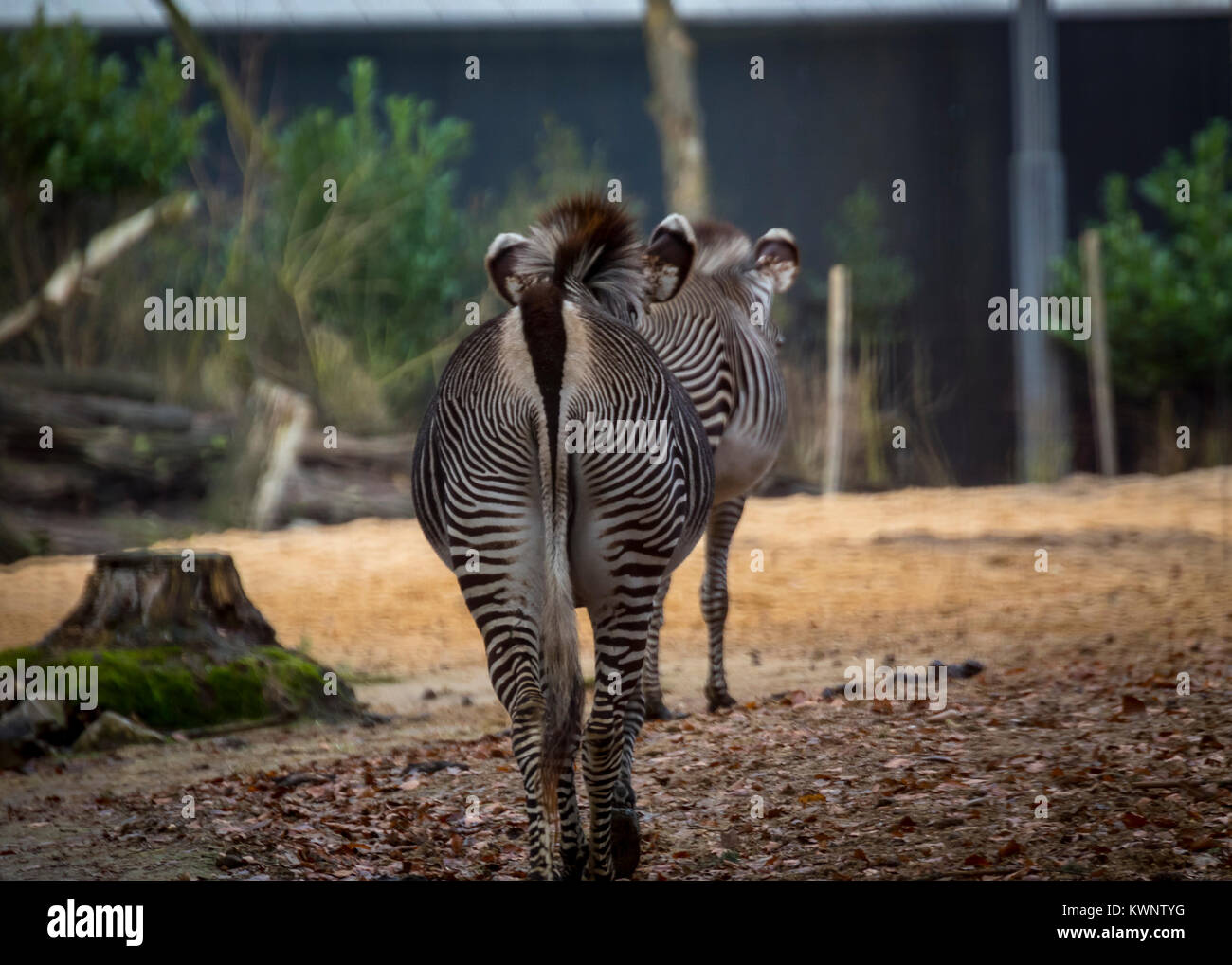 Zebre di Savannah Foto Stock