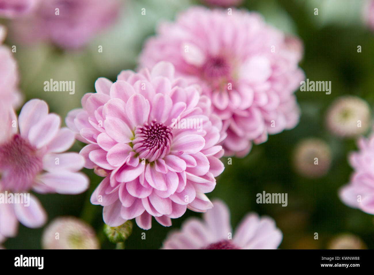 Crisantemo rosa fiori che sbocciano in giardino Foto Stock