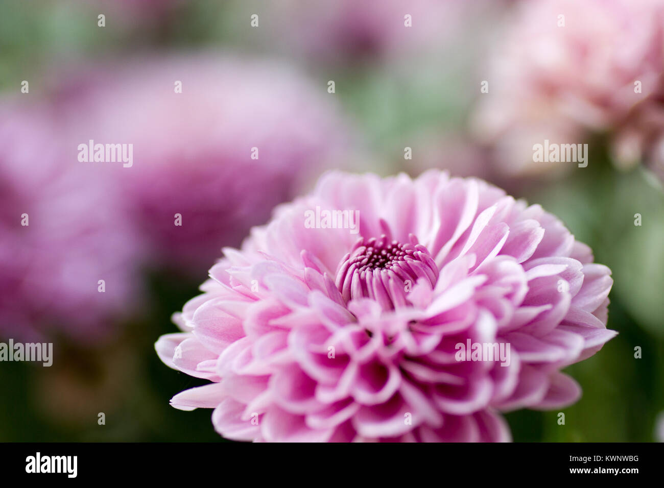 Crisantemo rosa fiori che sbocciano in giardino Foto Stock