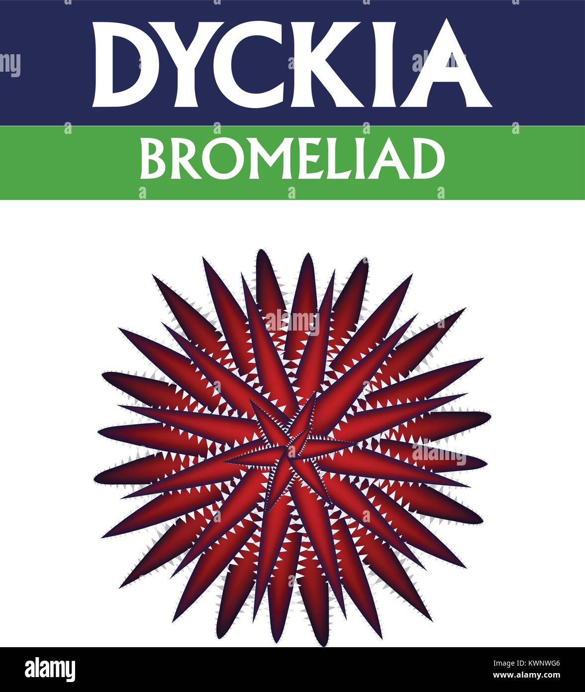 Dyckia rosso isolato su bianco, vista superiore, design vettoriali Illustrazione Vettoriale