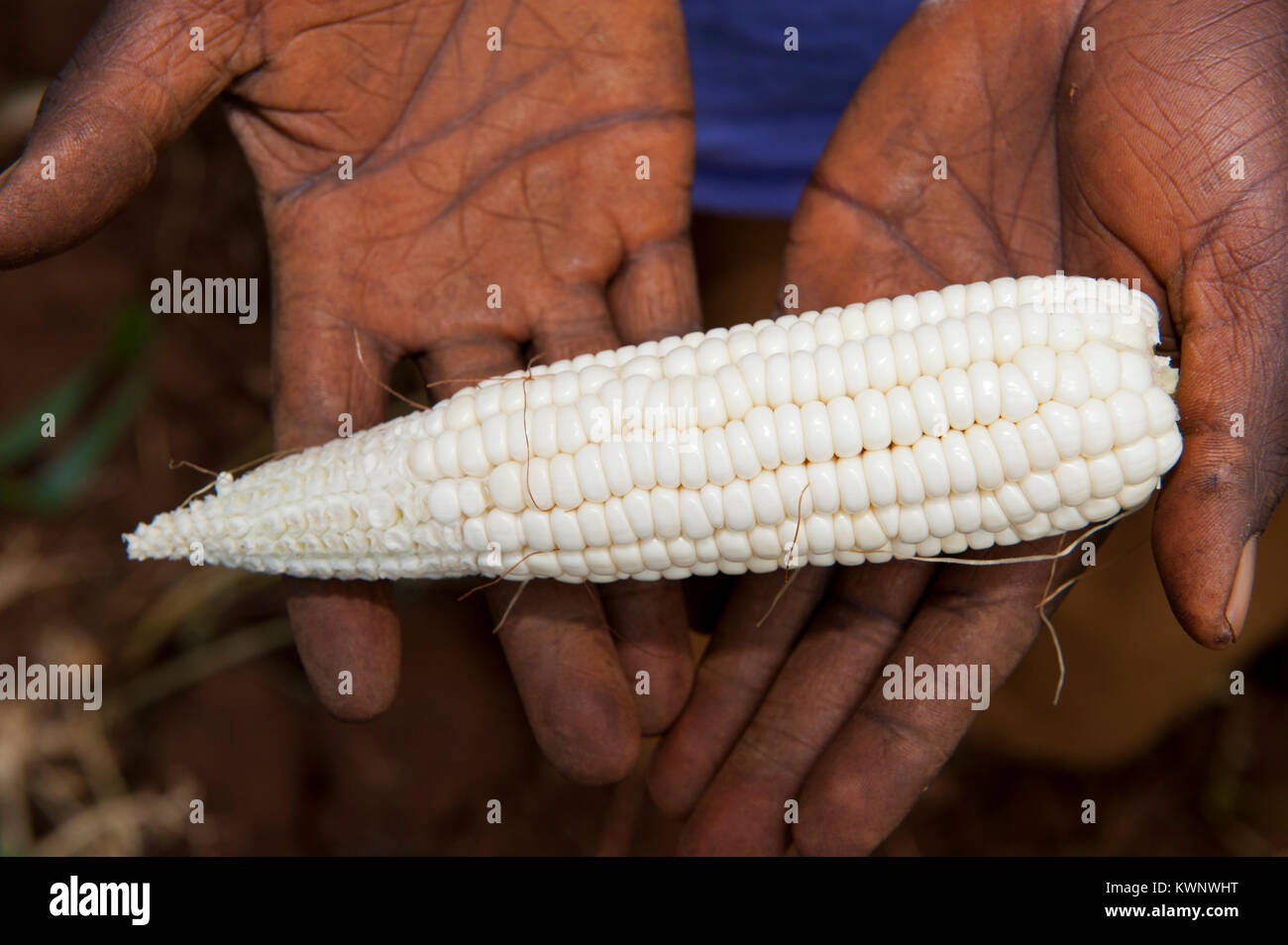 L'agricoltore che detiene mature, sano, pannocchie di granoturco in mani, Ruanda. Foto Stock