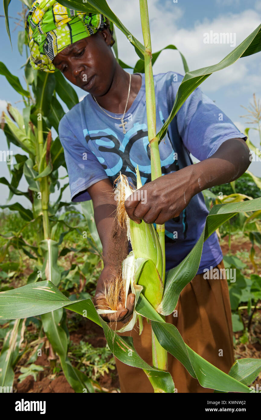 La donna nel campo guardando alla testa del mais la levetta per la mietitura. Il Ruanda. Foto Stock