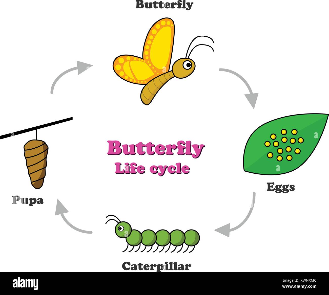 Farfalla del ciclo di vita in un colorato stile, design vettoriali Illustrazione Vettoriale