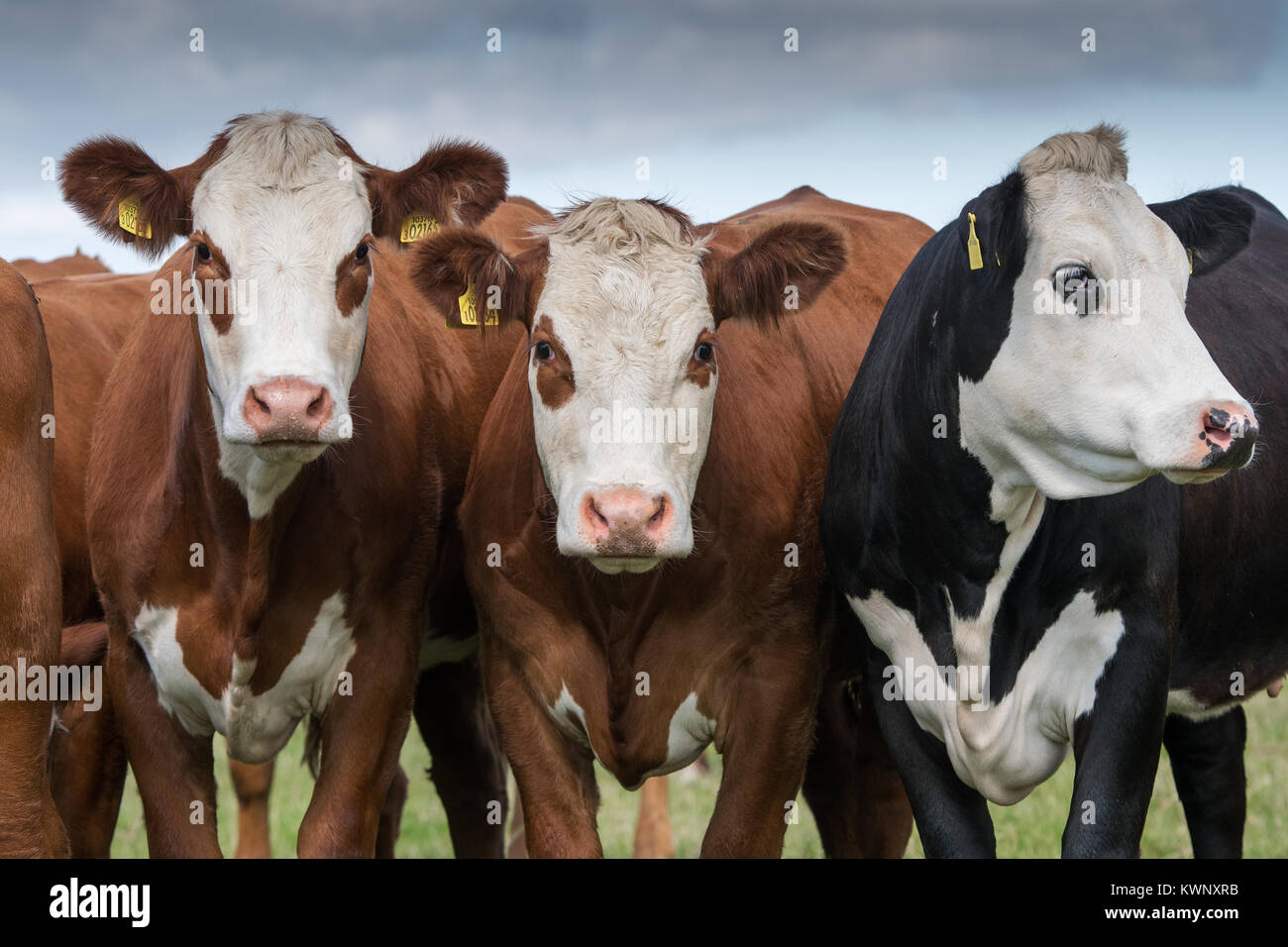 Hereford incroci di bovini da carne in pascolo nel lune Valley, Cumbria, Regno Unito. Foto Stock