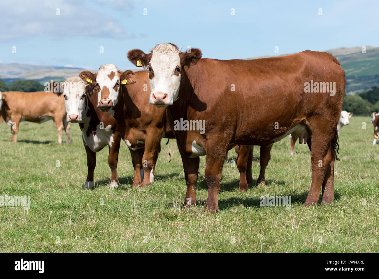 Hereford incroci di bovini da carne in pascolo nel lune Valley, Cumbria, Regno Unito. Foto Stock