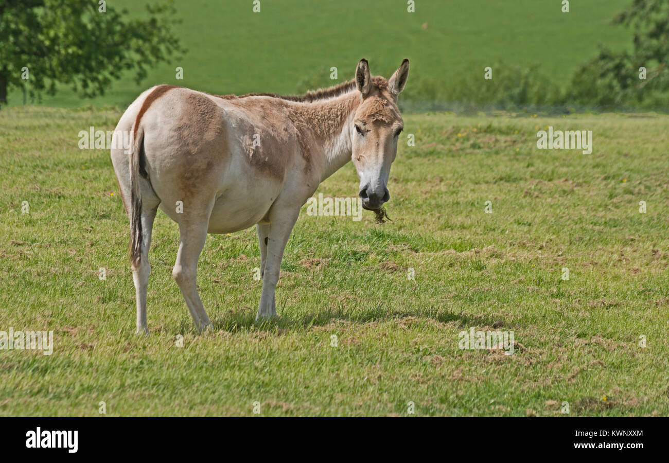 ONAGAR, (Persiano,) Equus hemionus onagro, Captive Foto Stock