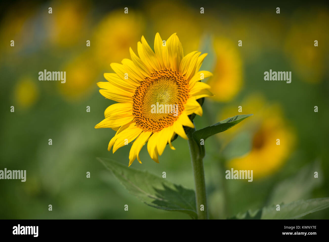 I girasoli sono cresciuti per attirare gli uccelli e impollinatori a una riserva naturale in Maryland, Stati Uniti d'America. Foto Stock