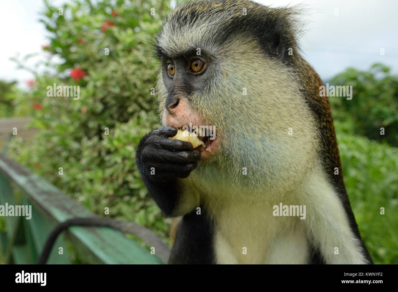 Mona monkey, Parco nazionale Grand Etang, Grenada, dei Caraibi Foto Stock